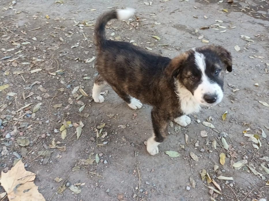 Cătelus băiat caută stăpân(ADOPTIE)