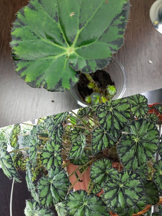 Продам комнатные растения