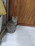 Скотш страйт. Скотш страйт. Скотш страйт