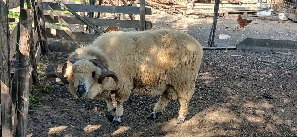 Berbec Țurcan de vânzare