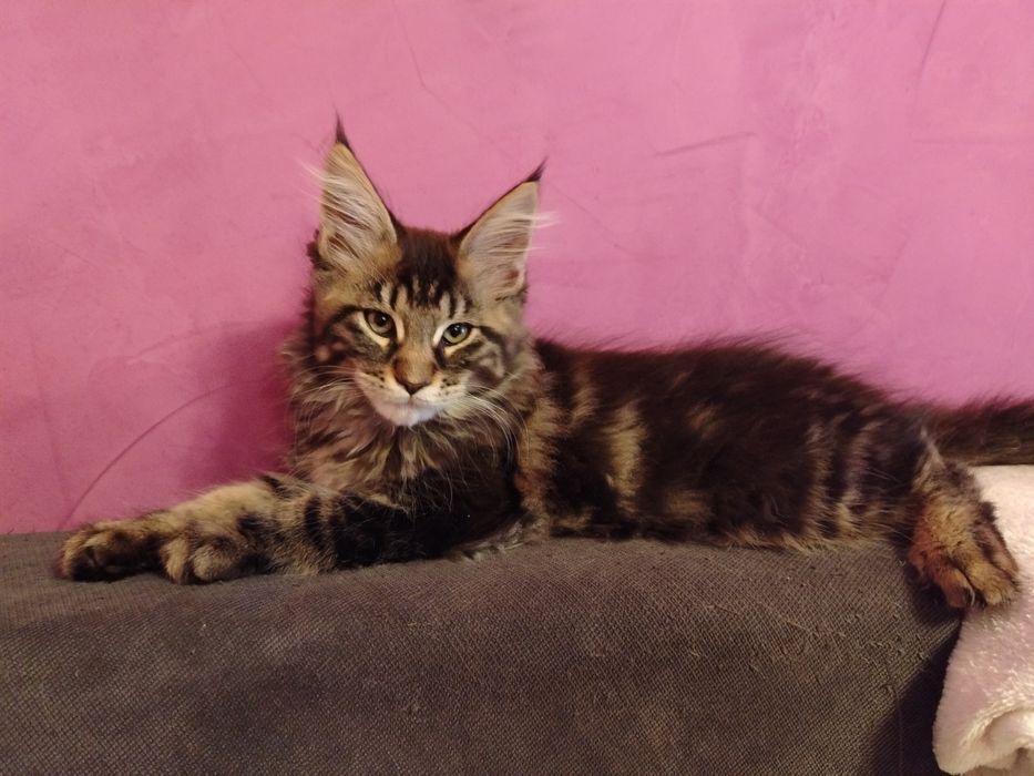 Baietel rasa pura Maine Coon