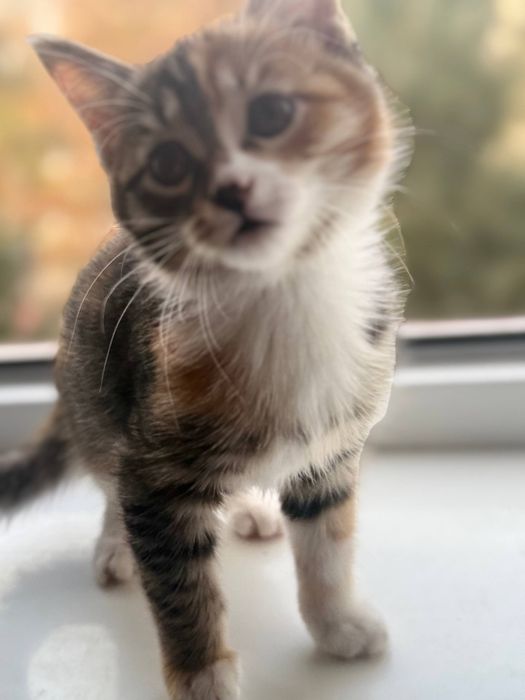 Отдам котёнка в добрые руки!