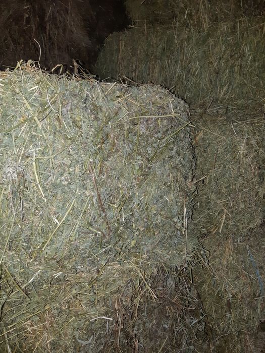 Baloți lucerna coasa 3