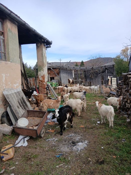 Vand capre      Pentru mai multe detalii la numarul de telefon