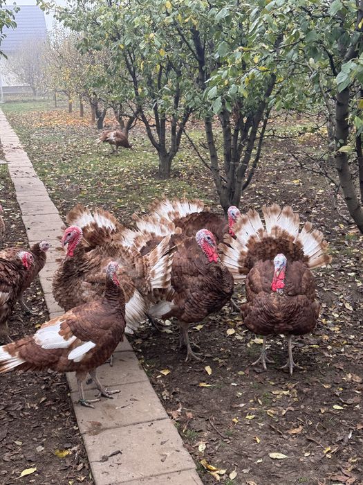 Curci si Curcani Red Bourbon 2025