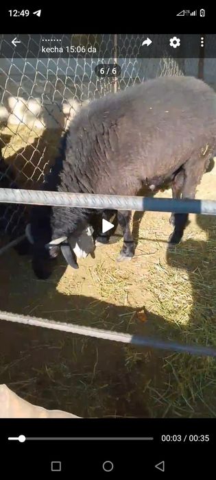 Qoʻchqor katta kogon