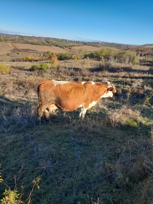 Baltata românească bună