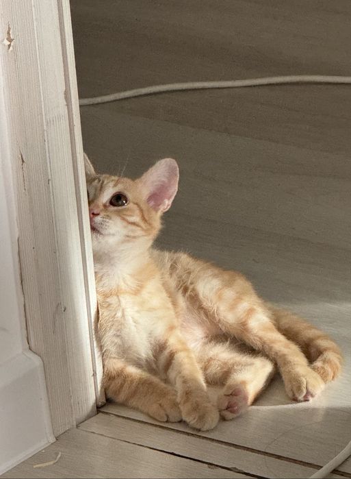 Рыжик в добрые руки