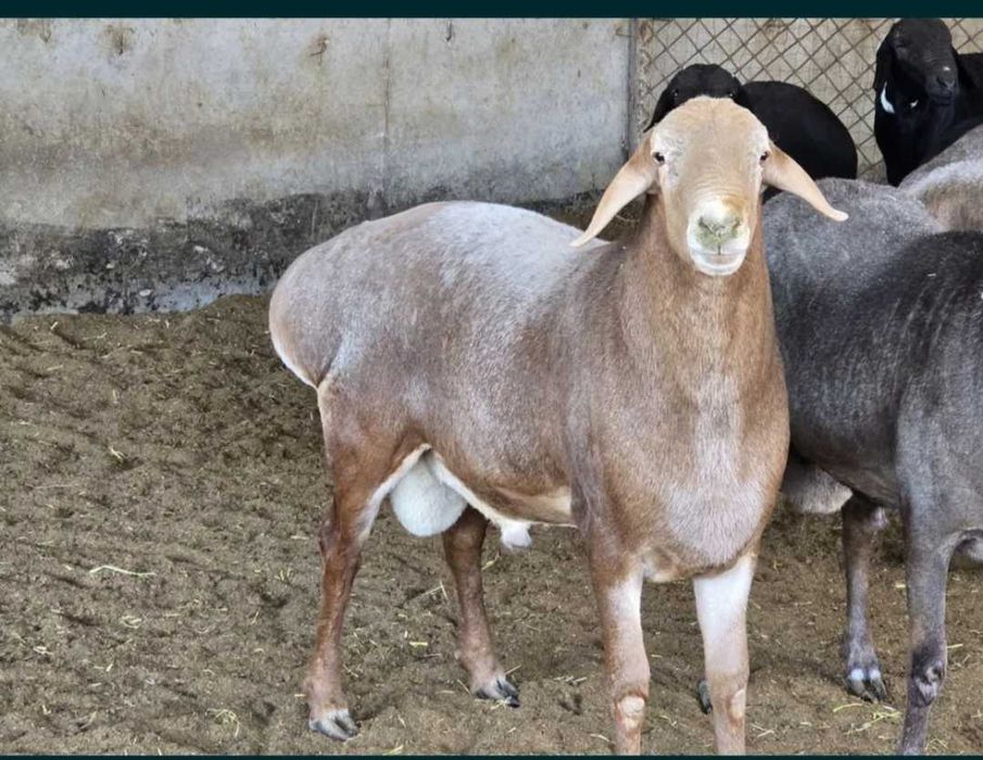 Ona qoy va qozi qochqor onasi husori otasi arashan