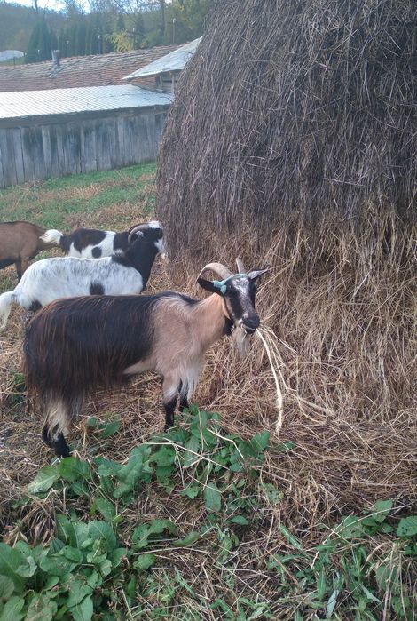 2 Capre grase 350lei