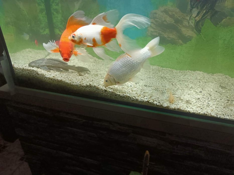 Vând Crap Koi și doi carasi