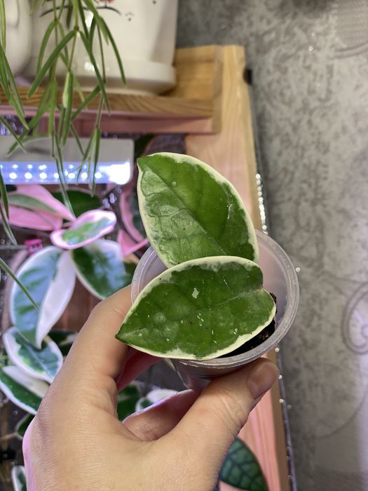 Укорененные черенки хой