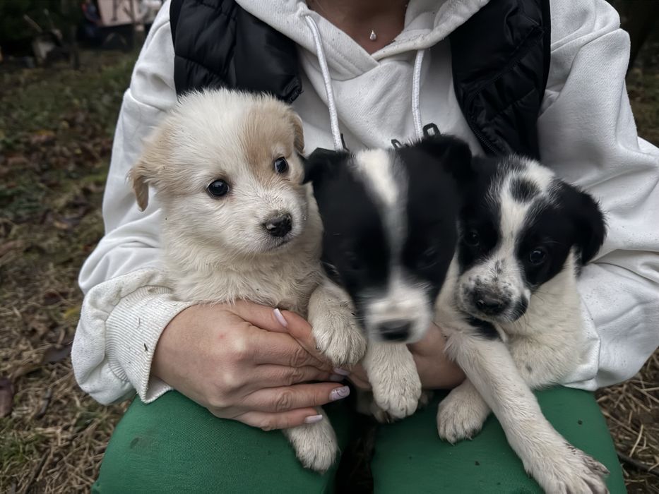 Cățeluși de 5-6 săptămâni caută adopție urgentă