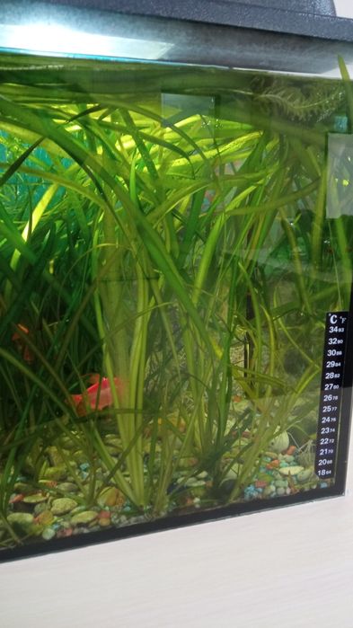 Продажа аквариумных растении