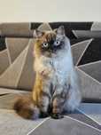 Pisica British Longhair