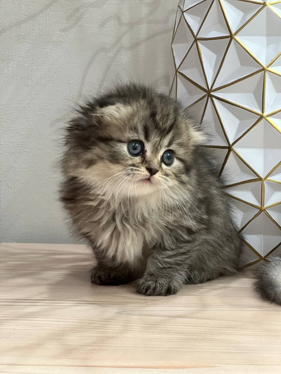 вязка скоттиш фолд