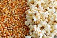 Porumb pentru popcorn(floricele),bio,lucrat manual