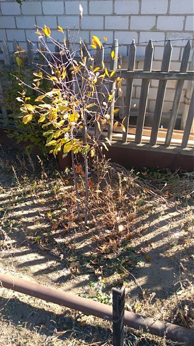 Продам саженцы вишни.