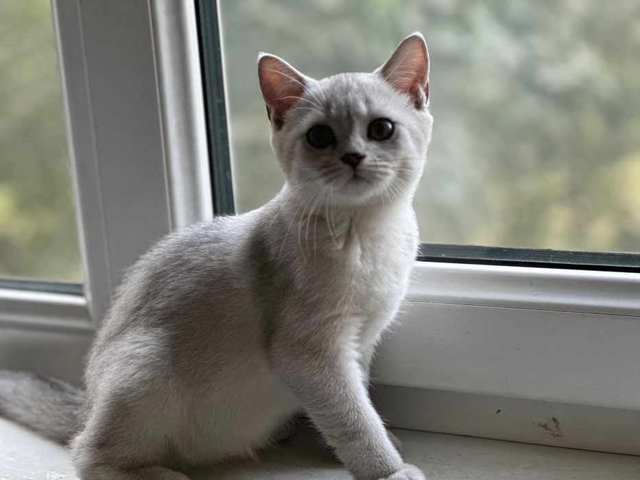 Продам котятки породистая шишила