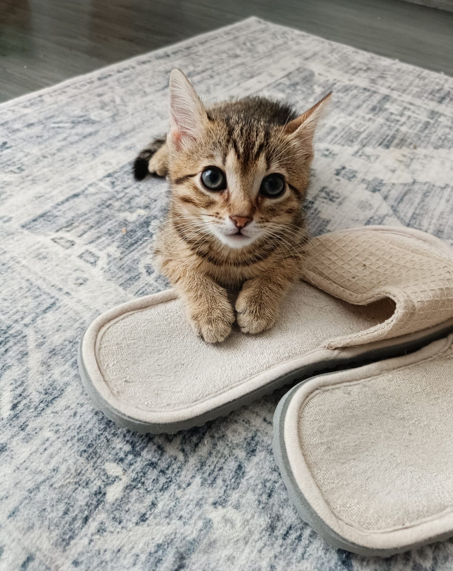 Pisicul Hendrix te va cuceri instant. Adoptă-l!