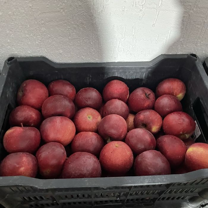продам яблоки золотой американка