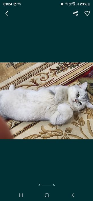 Британ шиншила чиройли
