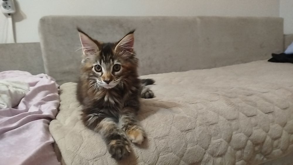 Продам кошечку маленькую Мей Кун. Всего 1.5 месяца. Добрая ласковая.