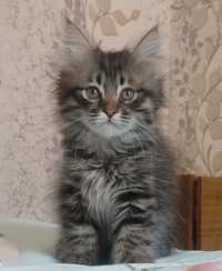 Сибирский котёнок, девочка, 2 месяца