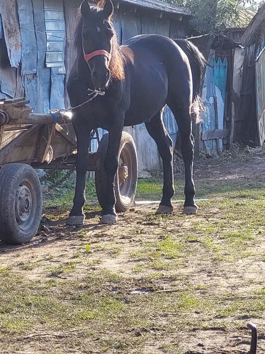 Vând cal  de 8 ani