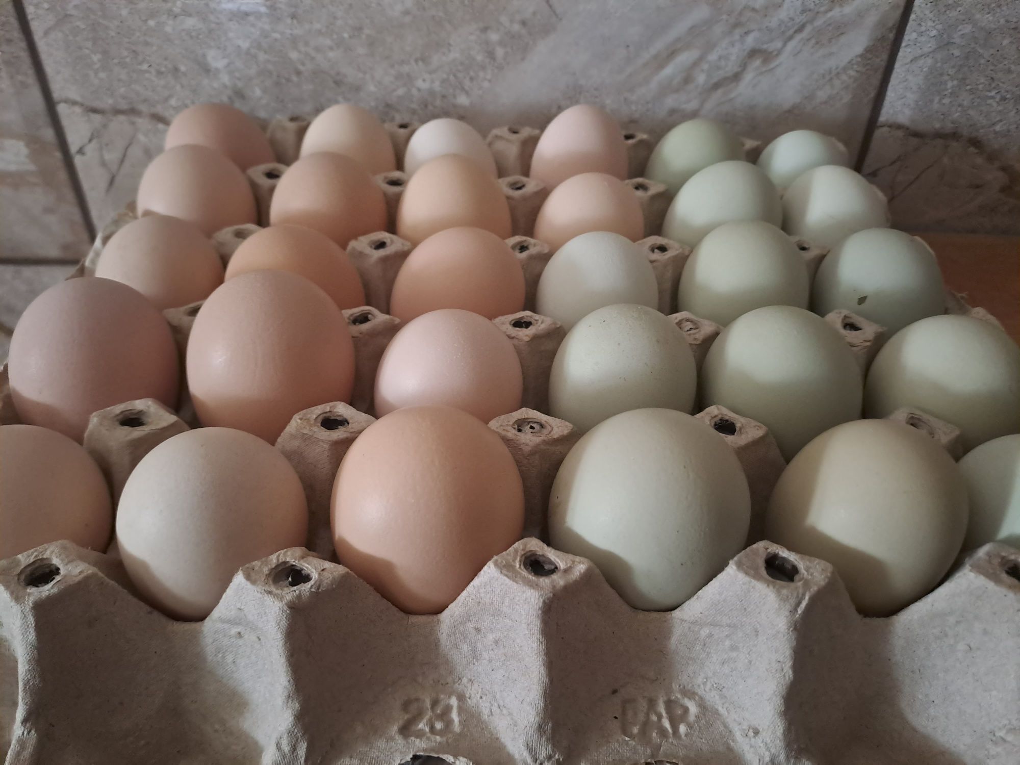 Ouă disponibile pentru incubator
