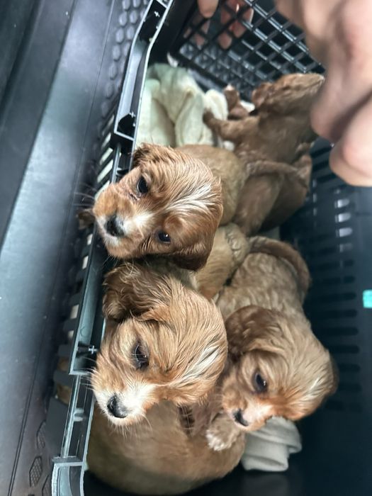 Кученца на два месеца от кокер и кавалер