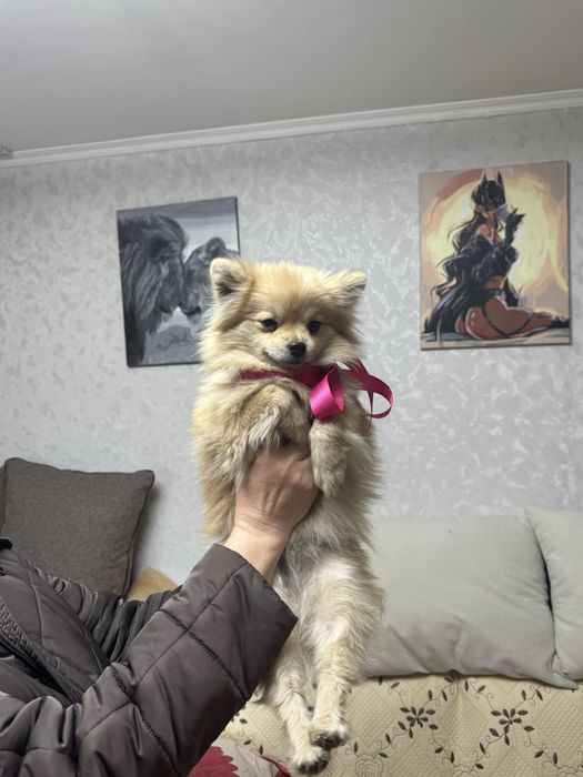 Продам шпица девочку