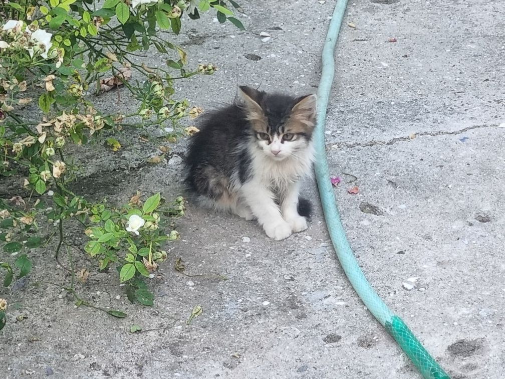Подарявам малки котенца