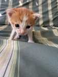 Ofer pisicuta spre adoptie