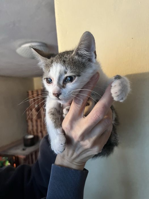 Donez pui de pisică