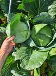 Varză de vânzare,  1,5 lei/kg, Halmeu Satu Mare