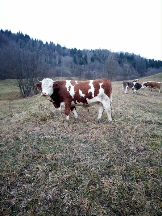 Vand taur   de 1 an și 6 luni