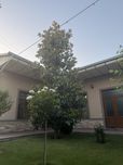 Magnoliya Doim Yashil bargda