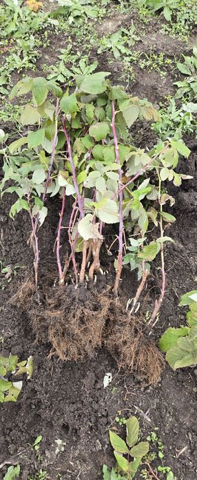 2 lei x100 buc zmeur remontant.delniwa si soi polonez