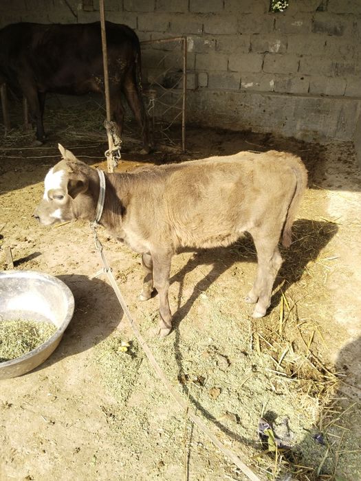 1-tugish ona bola sigir sotiladi.