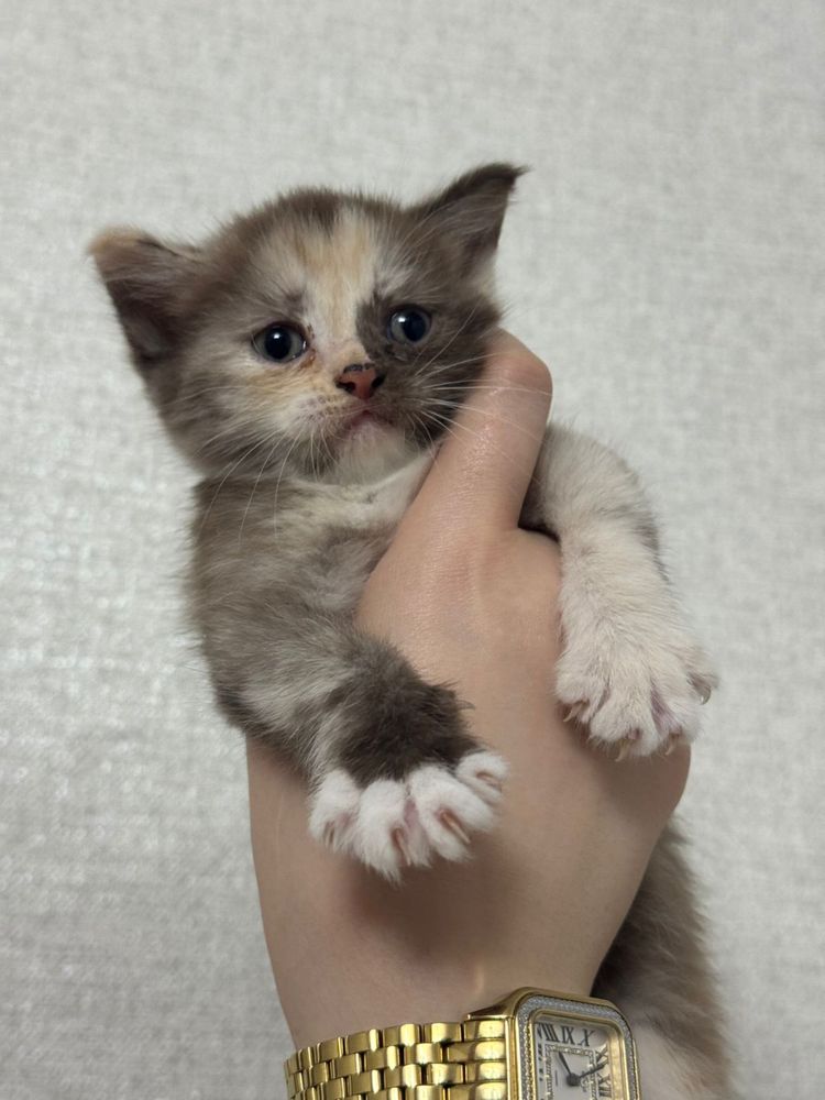 Продам котенка шотландскую прямоухую