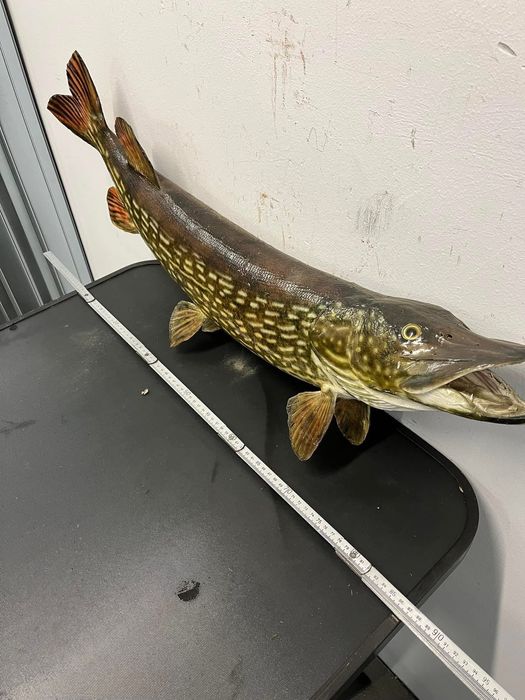 Препарирана щука - риболов