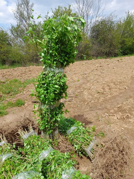 Gard viu din Ligustrum vulgare – lemn cainesc