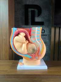 Сагиттальная анатомическая модель для беременных женщин (с плодом)