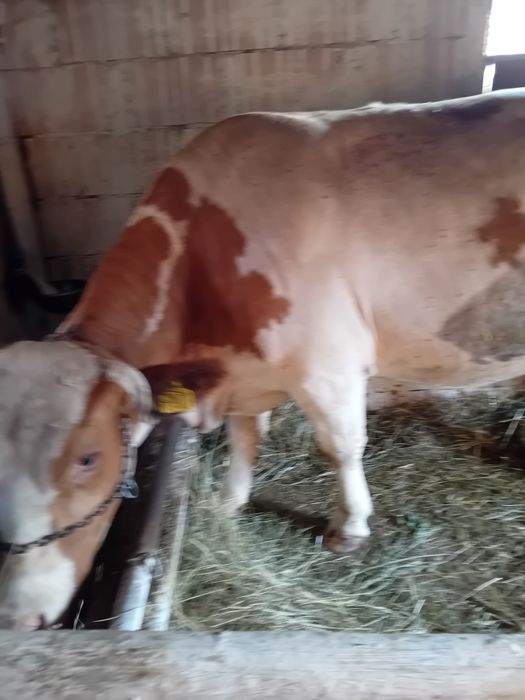 Vând vacă de 5 ani