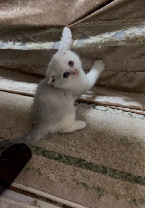 Mushuk zoti Scottish Fold biranstki 2 qolgan biri qizcha biri ugʻilcha