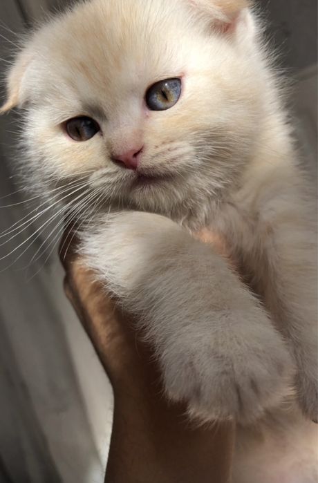 котёнок Scottish Fold