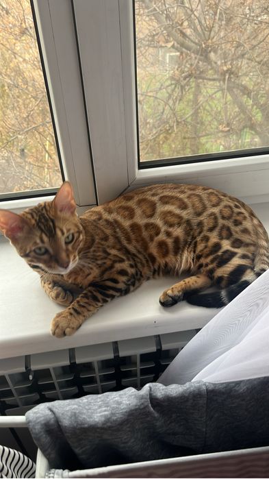 Пропал кот бенгальской породы