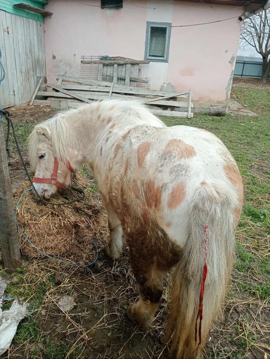 Vând poneita blândă ,