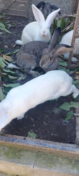 Vând iepuri belgieni